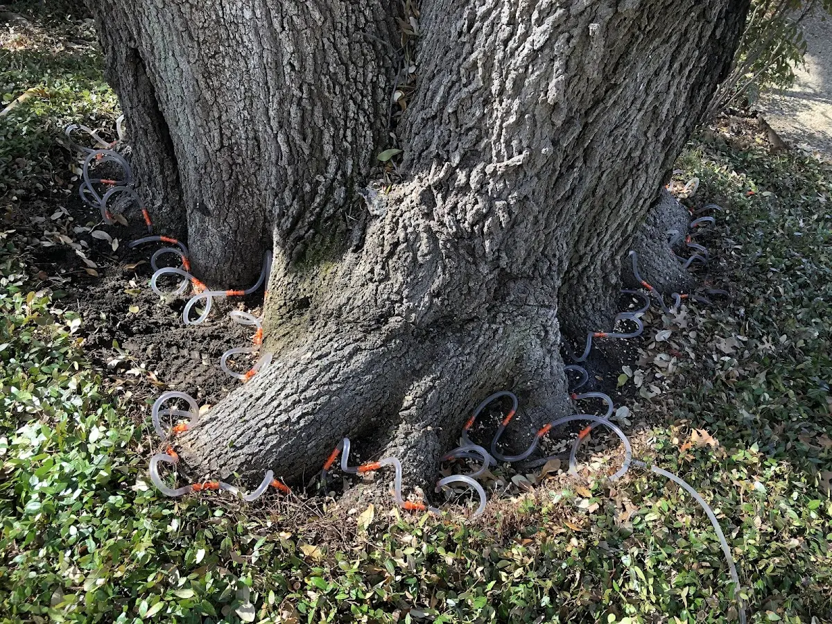 Detailed Tree Cabling and Bracing job site in College Place
