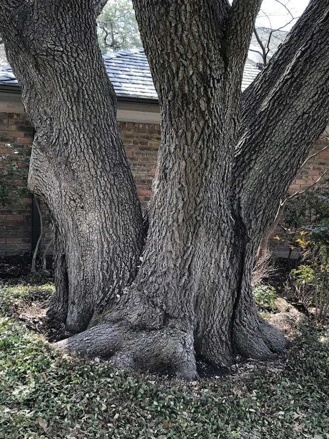 Mature heritage tree close to a College Place property cared for by certified arborists
